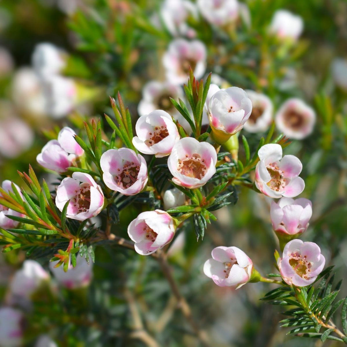 Geraldton Wax Rain (Chamelaucium)