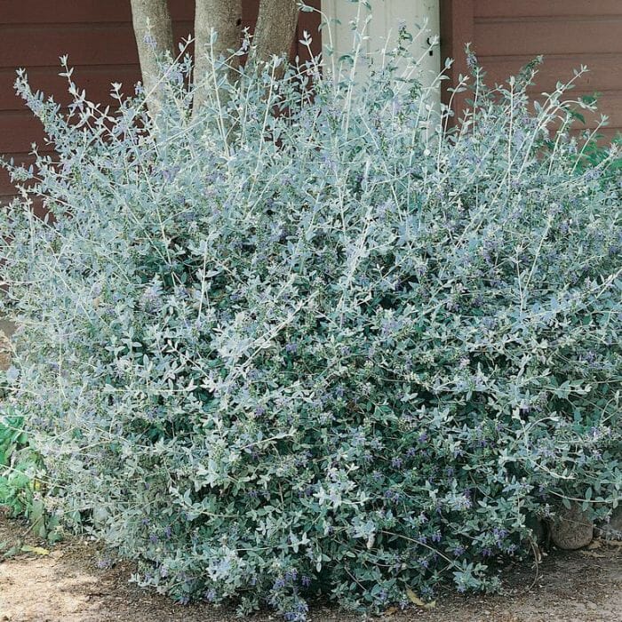 Germander (Teucrium fruticans) - Ladybird Nursery