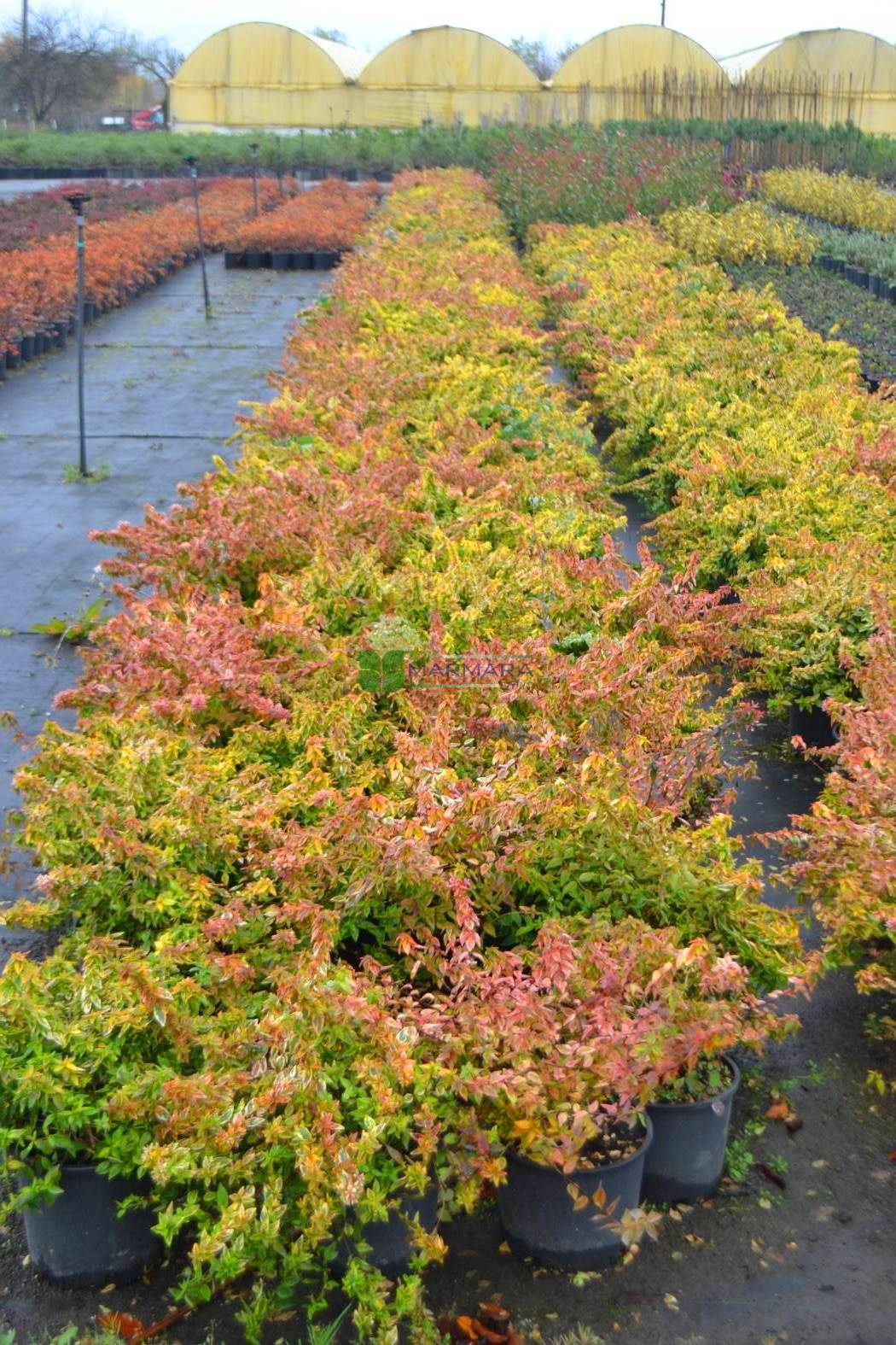 Glossy Abelia Kaleidoscope (Abelia grandiflora)