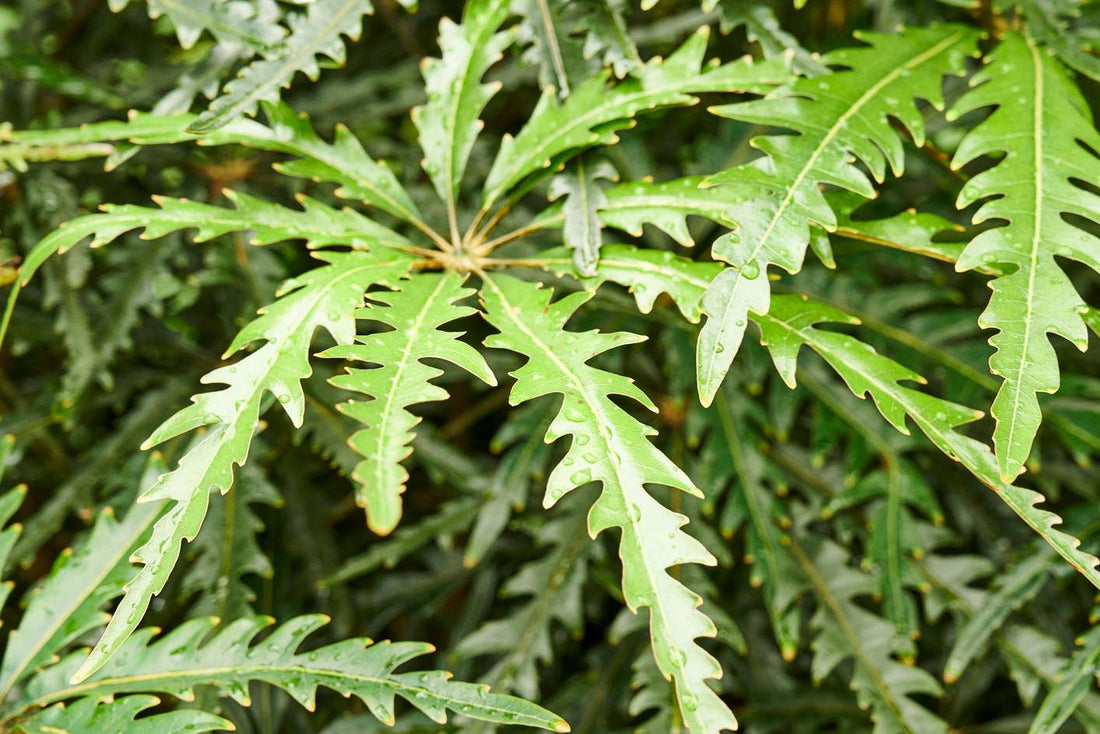 False Aralia (Dizygotheca elegantissima) - Ladybird Nursery