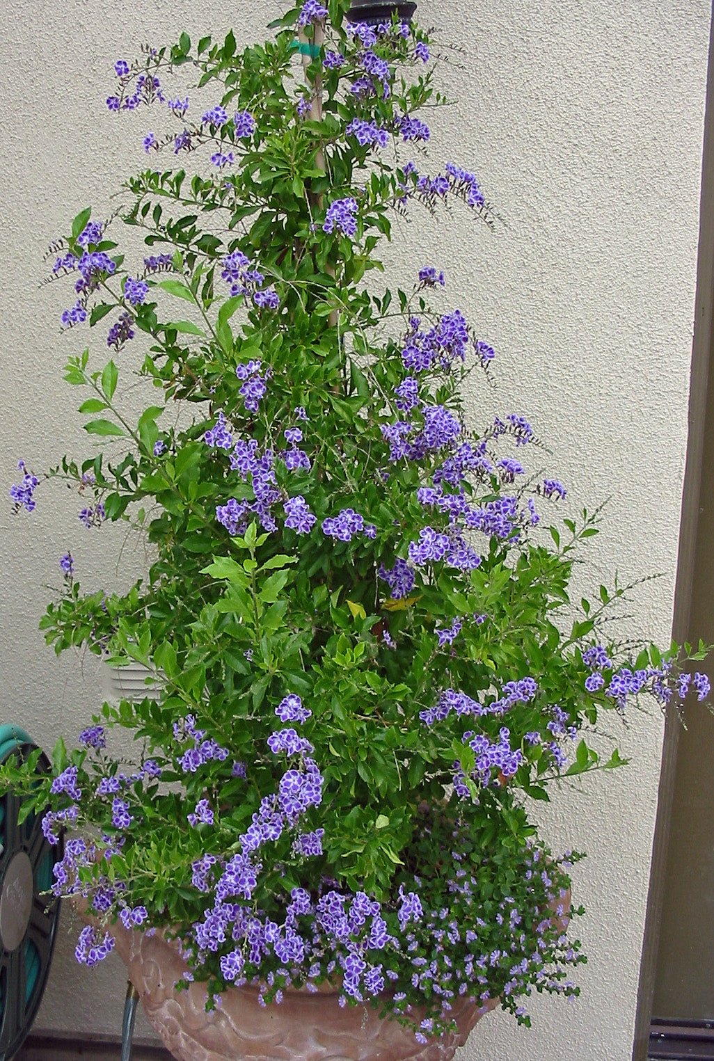Golden Dewdrop Blue (Duranta erecta) - Ladybird Nursery