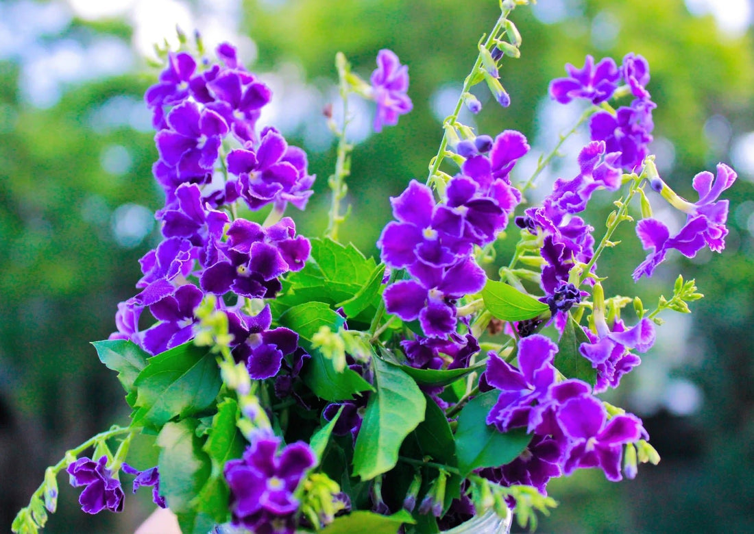 Golden Dewdrop Geisha Girl Standards (Duranta erecta) - Ladybird Nursery