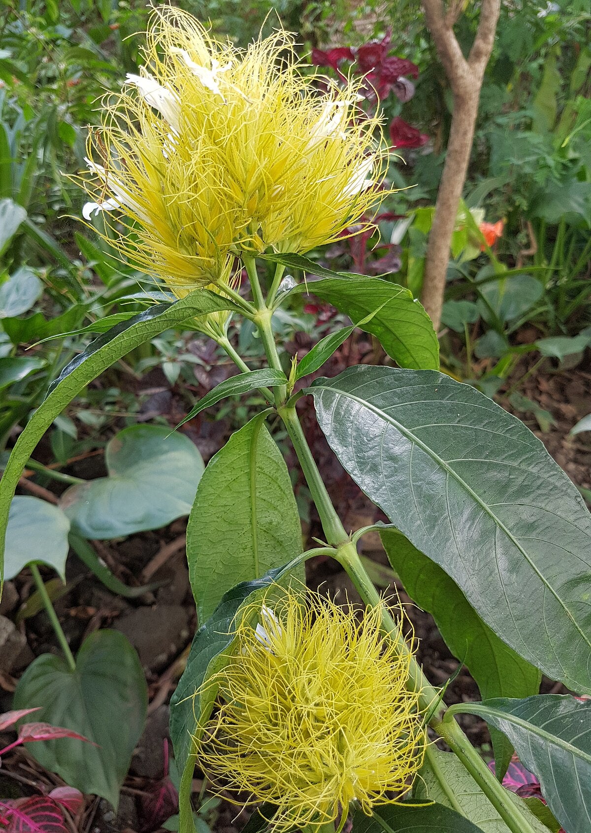 Golden Plume (Schaueria flavicoma)