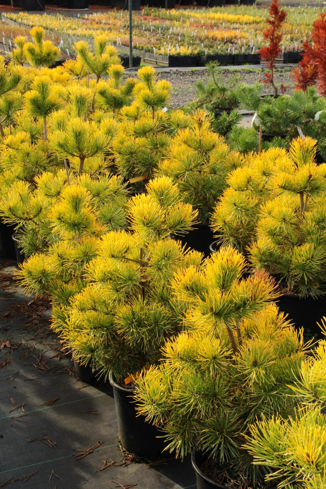 Golden Scots Pine aurea (Pinus sylvestris) - Ladybird Nursery