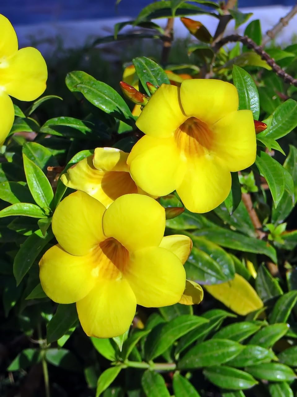 Golden Trumpet Double Yellow (Allamanda spp.) - Ladybird Nursery