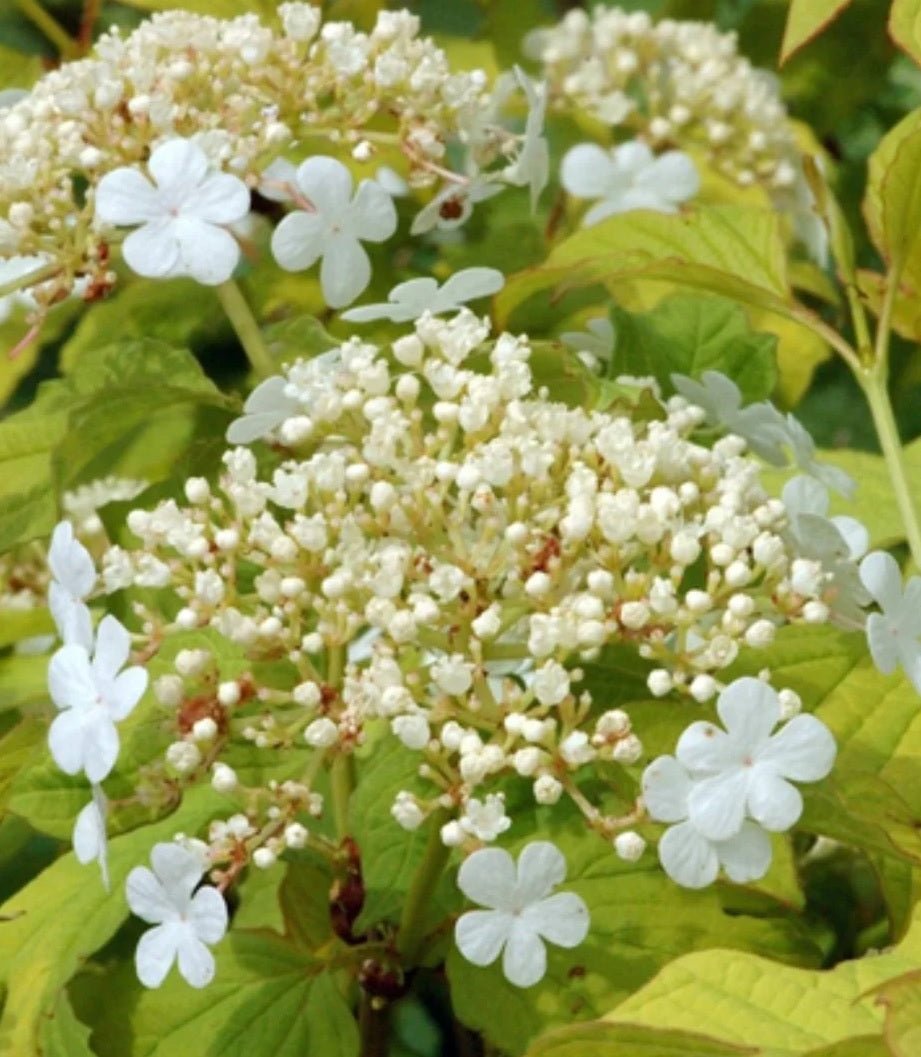 Golden Viburnum Aureum (Viburnum opulus) - Ladybird Nursery