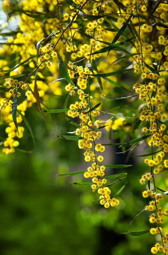 Golden Wreath Wattle Springtime Cascade (Acacia saligna)