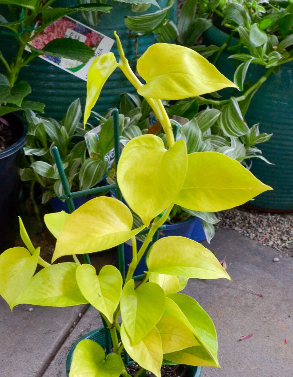 Pothos 'Goldilocks' (Epipremnum aureum)