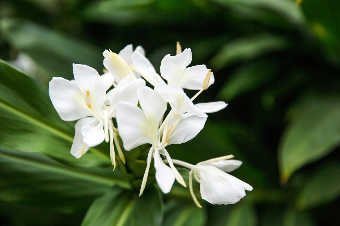 Green Ginger Lily (Hedychium greenii) - Ladybird Nursery