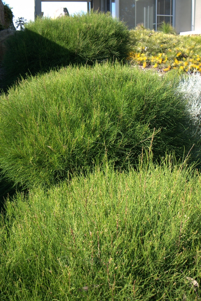Green Wave (Casuarina glauca)