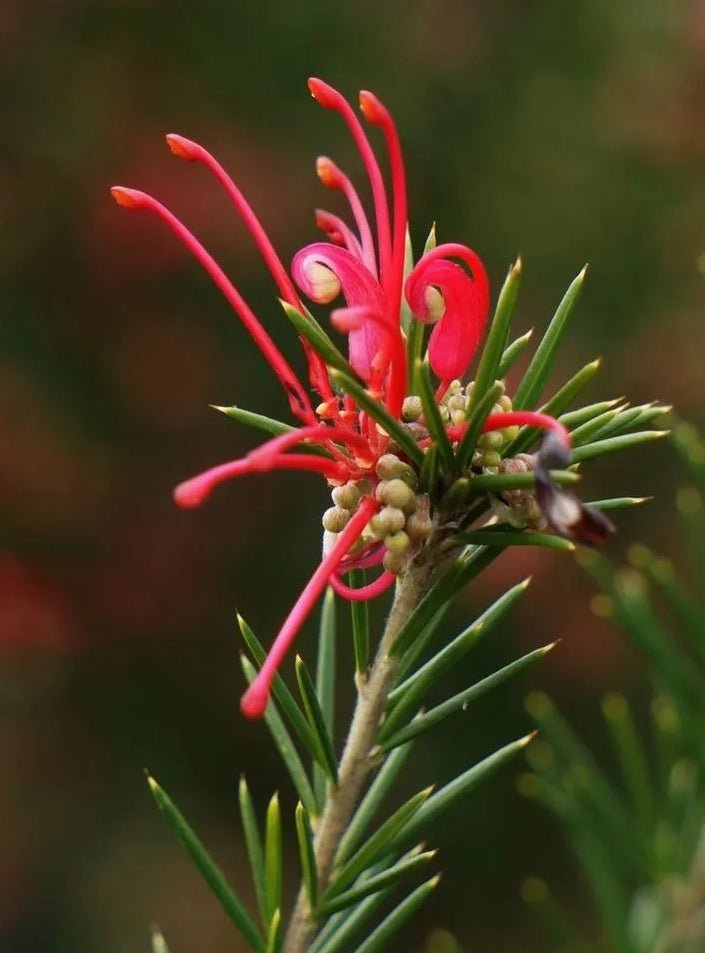 Grevillea (Grevillea Bloodline) - Ladybird Nursery