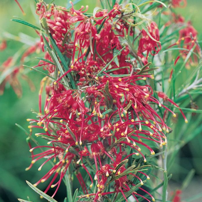 Grevillea Allyn Radiance - Ladybird Nursery
