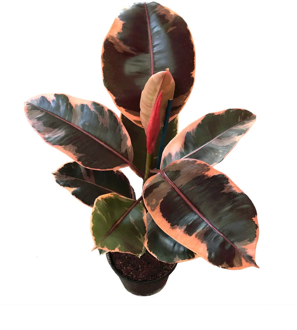 Ficus Ruby Rubber Plant (Ficus elastica)