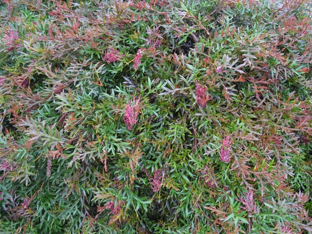 Grevillea Bronze Rover Standards - Ladybird Nursery