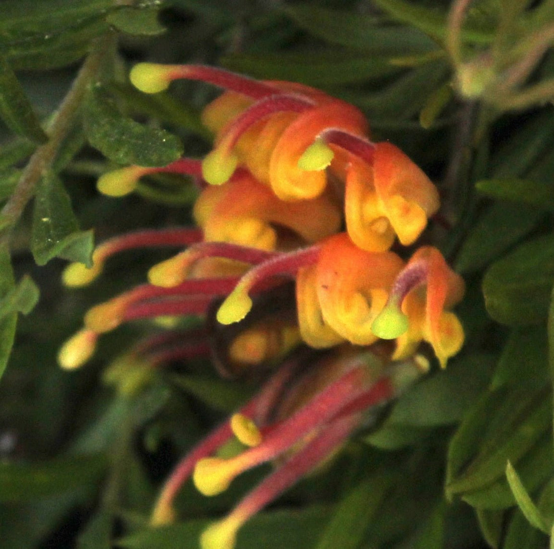 Grevillea Crackles - Ladybird Nursery