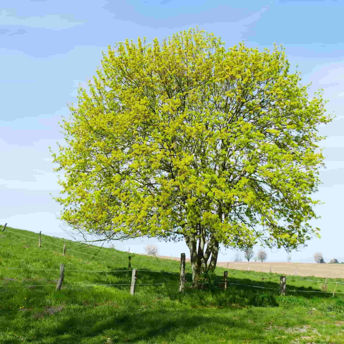 Field Maple (Acer campestre) - Ladybird Nursery