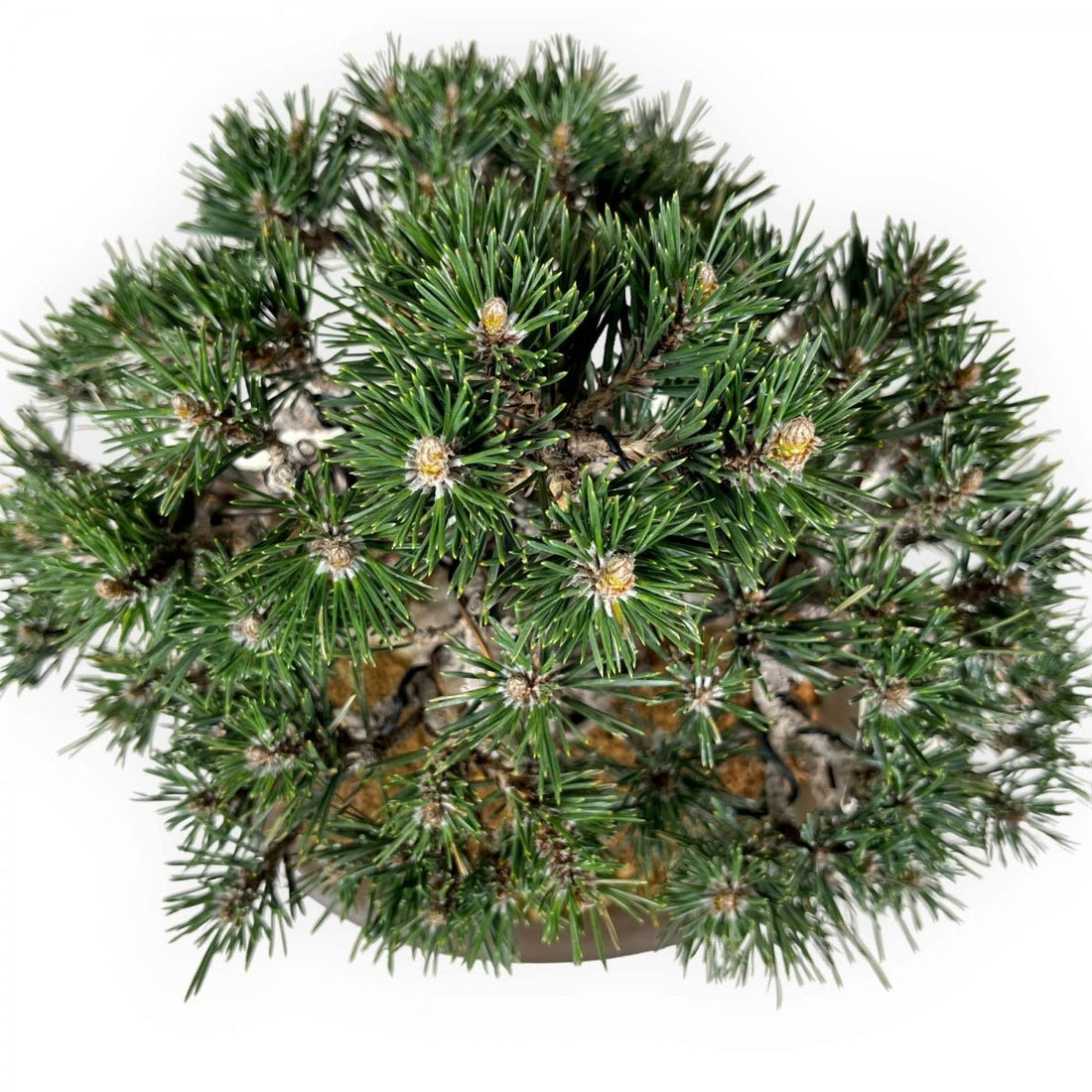 Japanese Black Pine Coolwyn Christmas Tree (Pinus thunbergii) - Ladybird Nursery