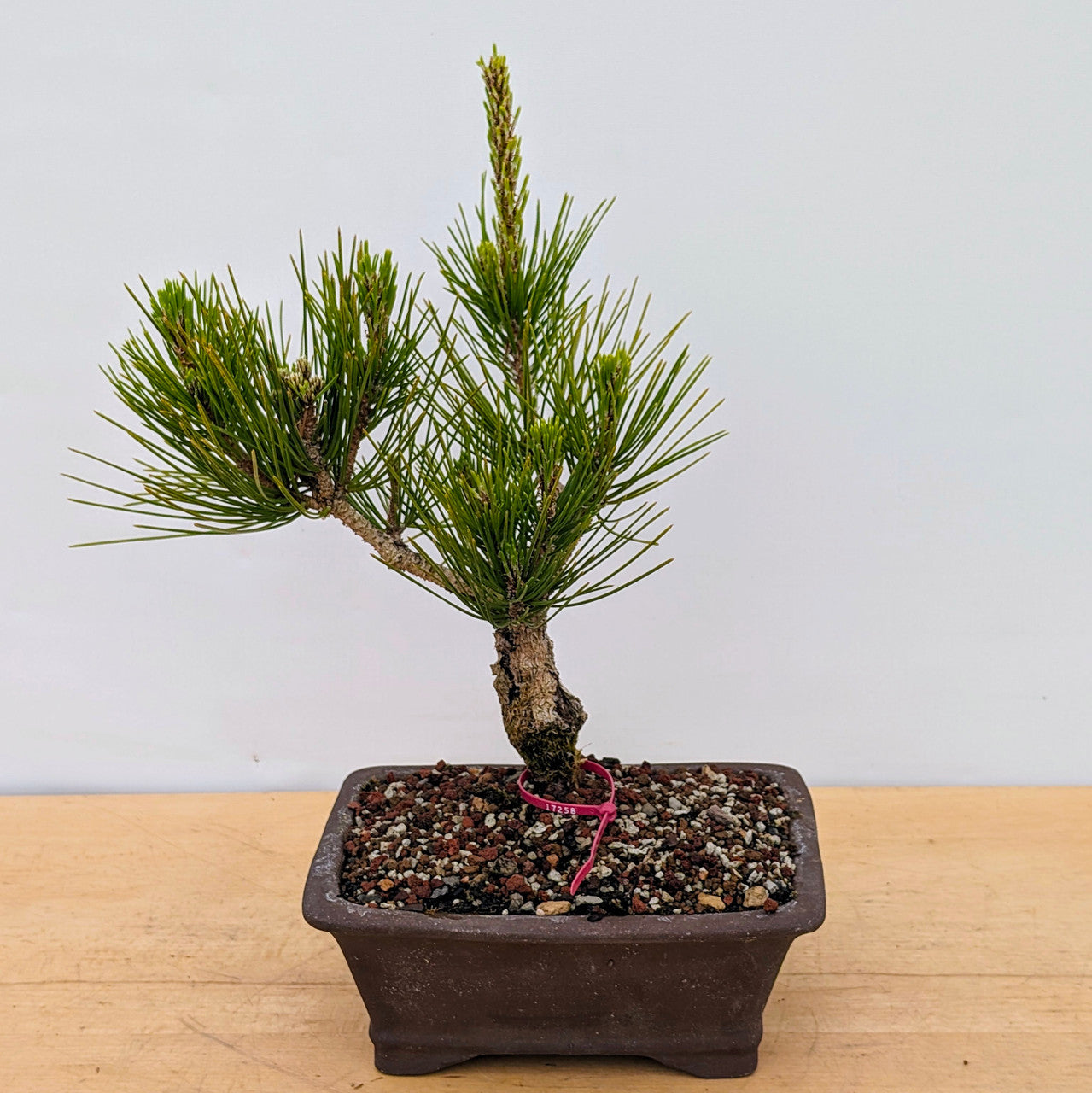 Japanese Black Pine ‘Nishiki’ (Pinus thunbergii)