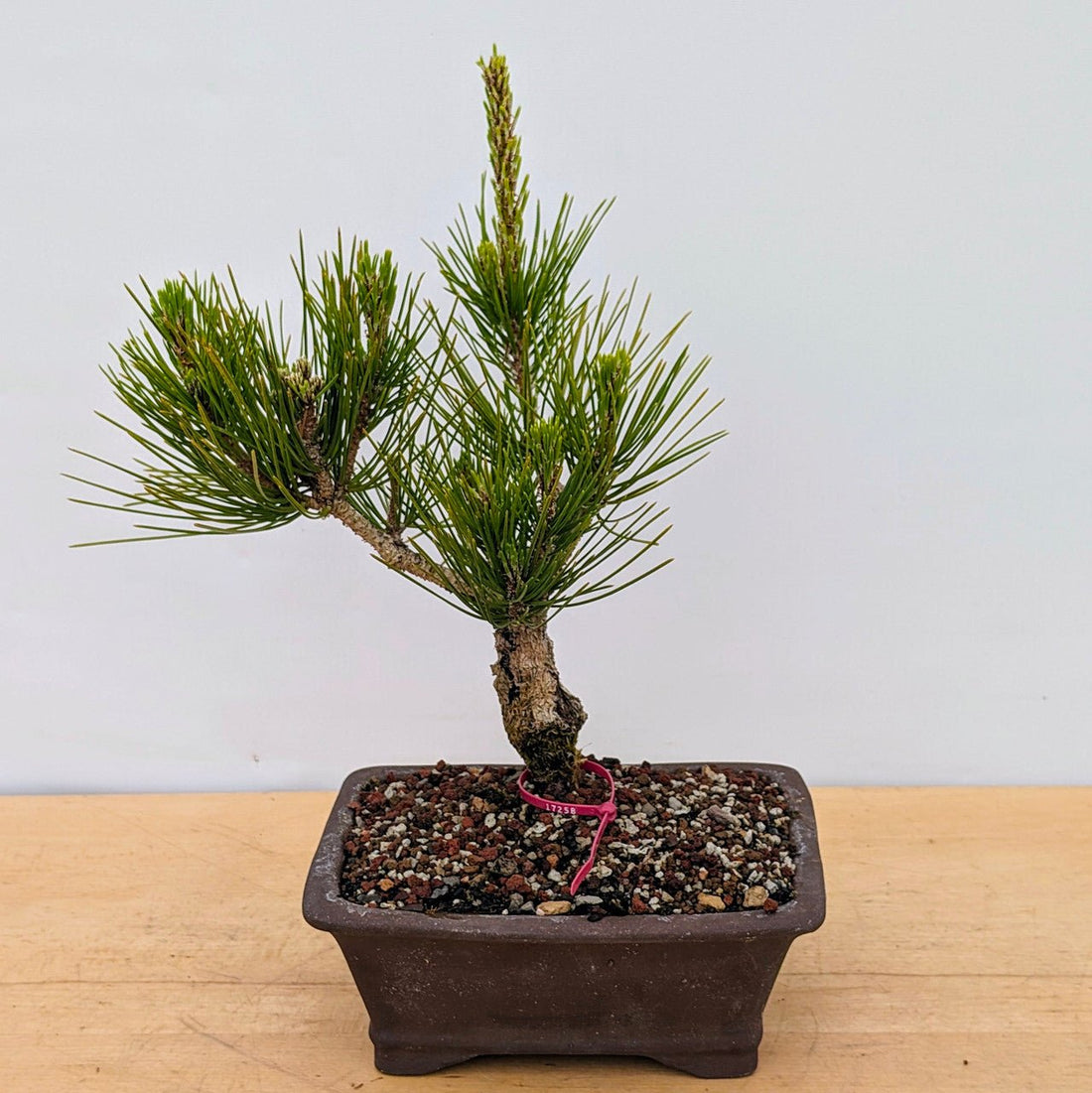 Japanese Black Pine ‘Nishiki’ (Pinus thunbergii) - Ladybird Nursery
