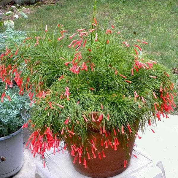 Firecracker Plant Ruby Falls (Russelia equisetiformis) - Ladybird Nursery
