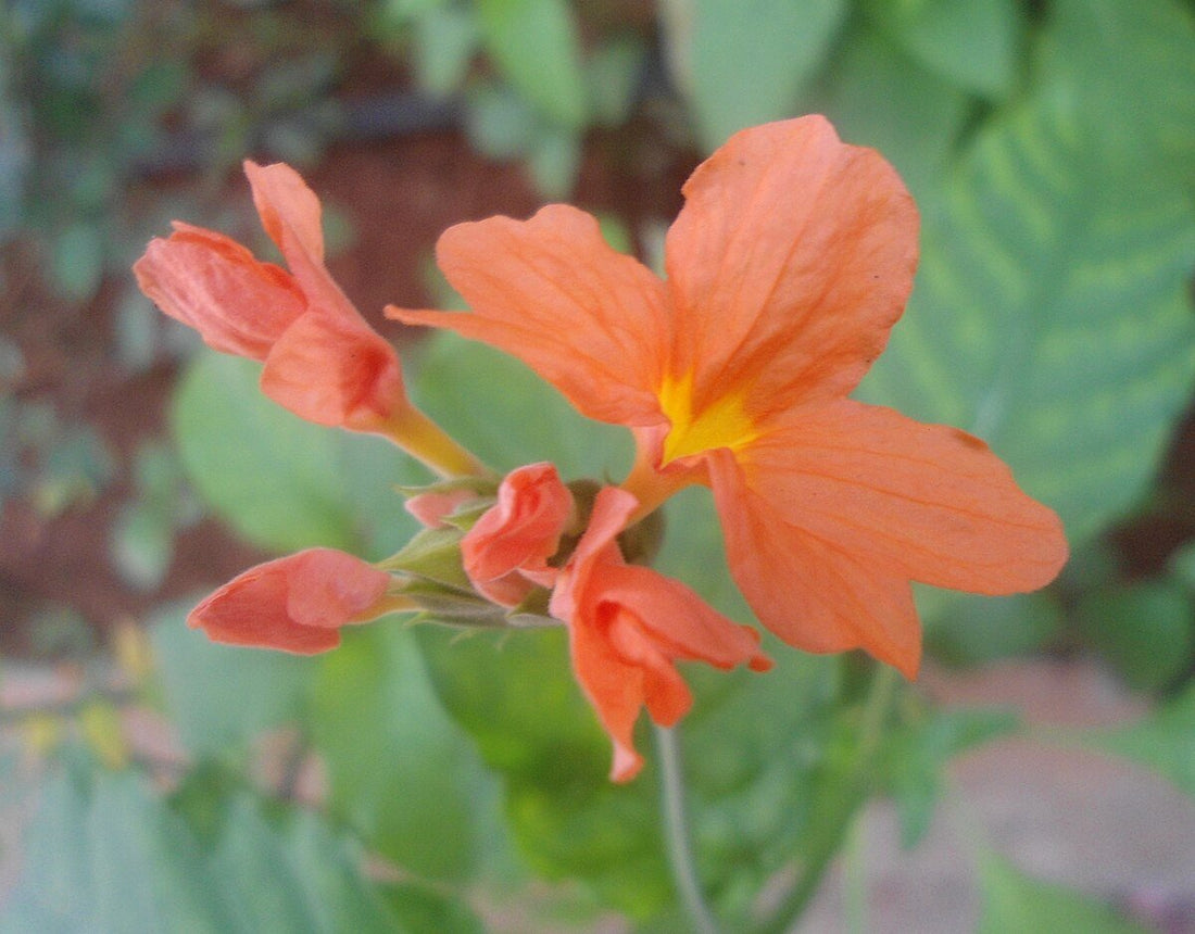 Fireglow (Crossandra infundibuliformis) - Ladybird Nursery