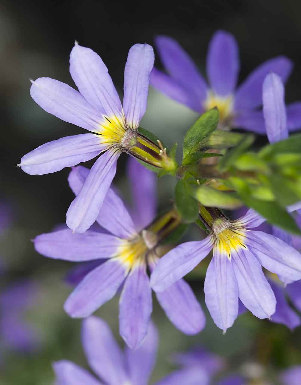 Fan Flower 'Aussie Crawl' (Scaevola aemula)