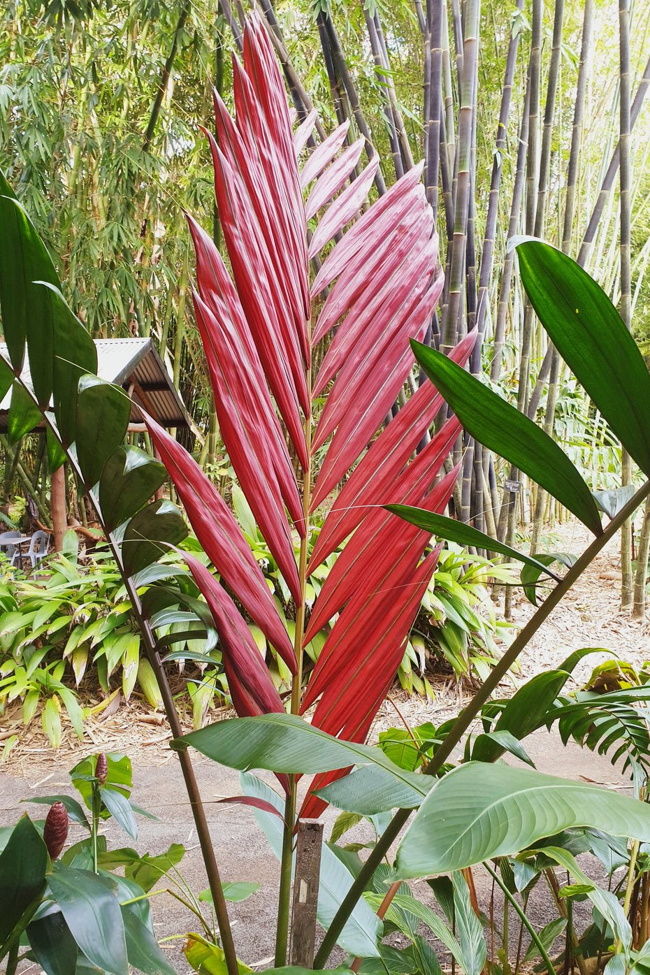 Flame Thrower Palm (Chambeyronia macrocarpa) - Ladybird Nursery
