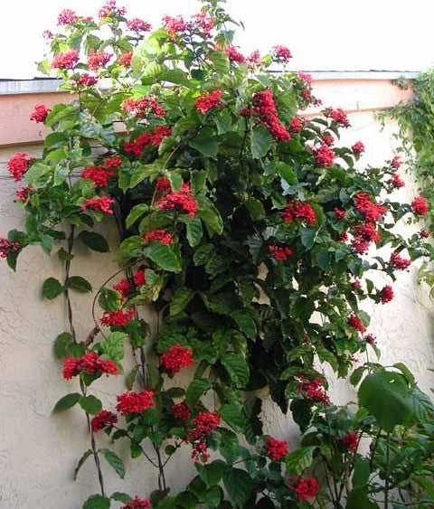 Flaming Glorybower Tripods (Clerodendrum splendens)