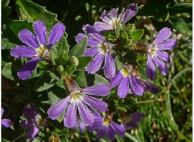 Fan Flower Aussie Salute Blue (Scaevola aemula) - Ladybird Nursery