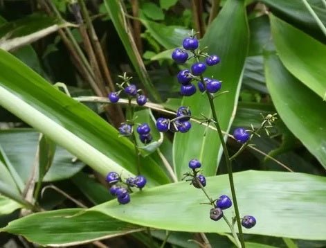 Flax Lily Ripple (Dianella Blue) - Ladybird Nursery