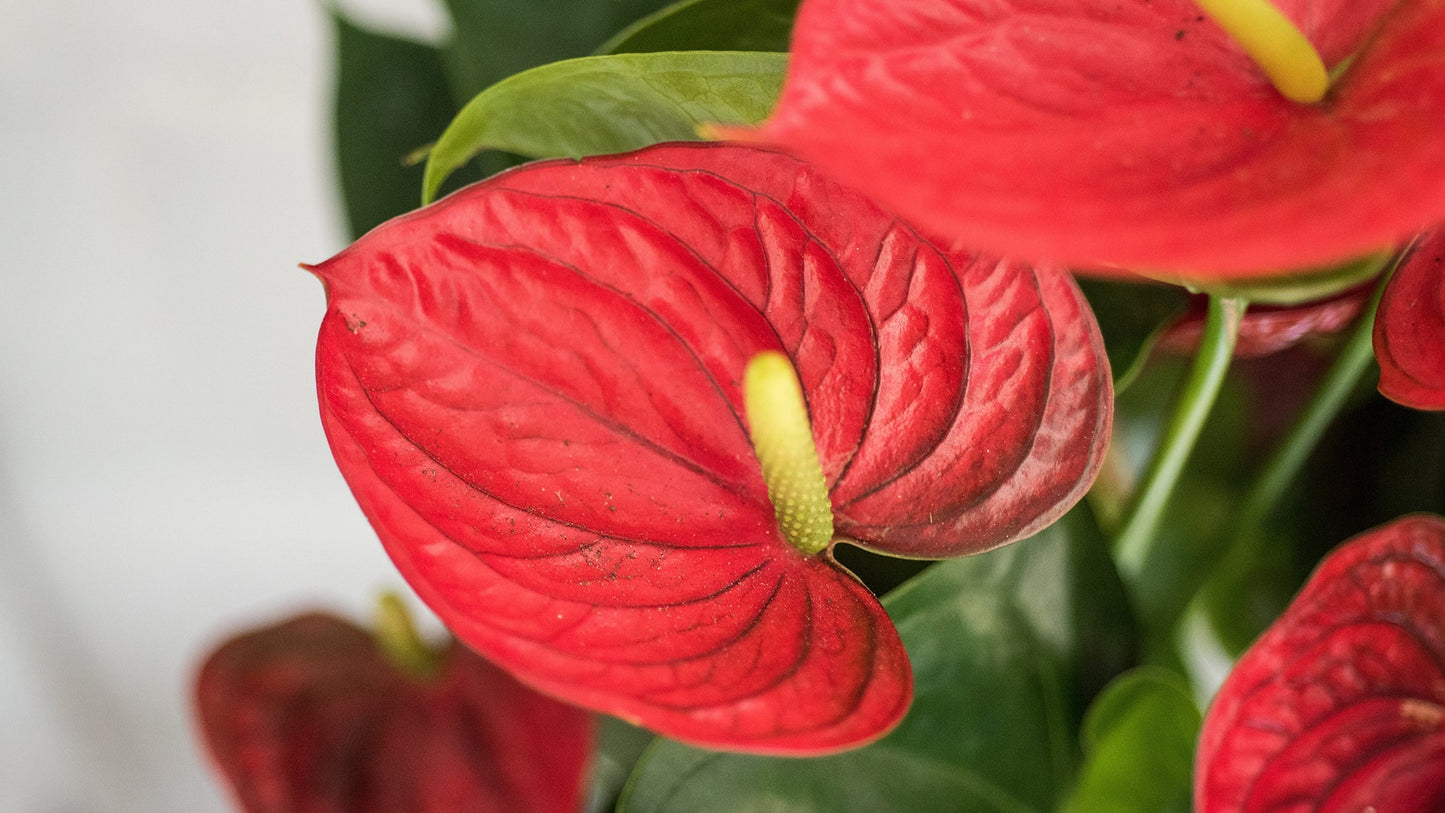 Flowering Anthuriums