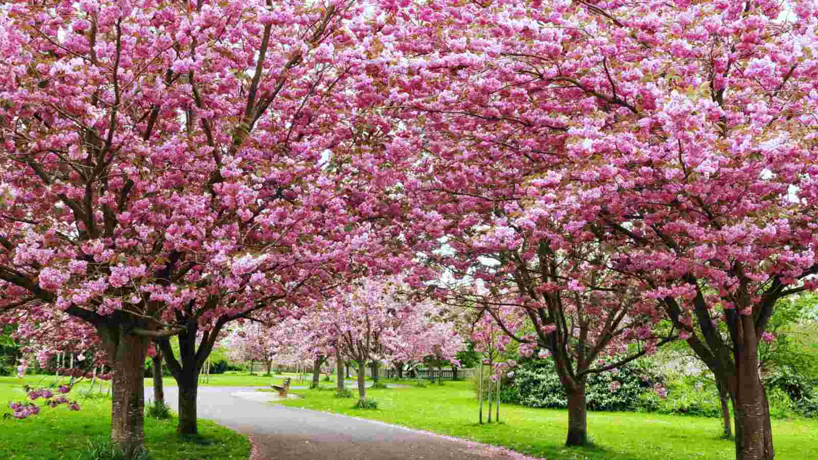 Flowering Apricot Bush Form Pink (Prunus mume) - Ladybird Nursery