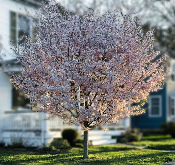 Flowering Cherry Autumnalis (Prunus subhirtella) - Ladybird Nursery