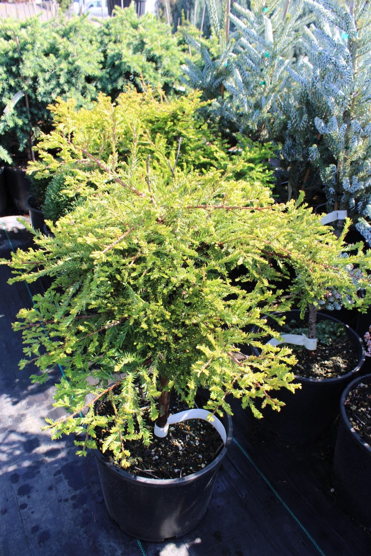 Bald Cypress Osmaston Compact (Taxodium distichum) - Ladybird Nursery
