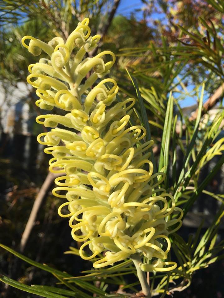 Grevillea Moonlight