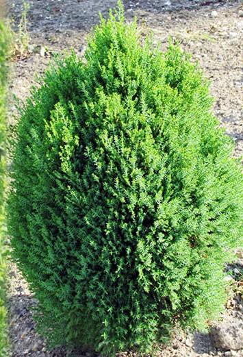 Arborvitae Meldensis (Thuja orientalis) - Ladybird Nursery