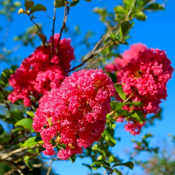 Crepe Myrtle Pecos (Lagerstroemia) - Ladybird Nursery