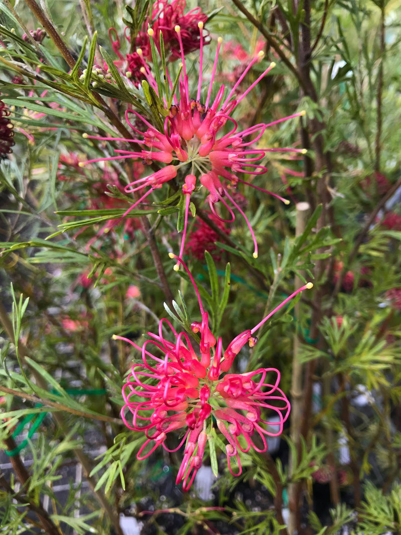 Grevillea 'Winpara Gem'