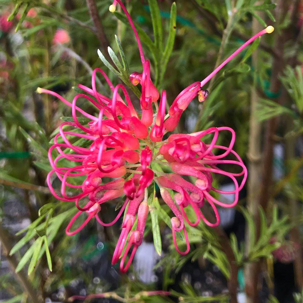 Grevillea 'Winpara Gem' - Ladybird Nursery