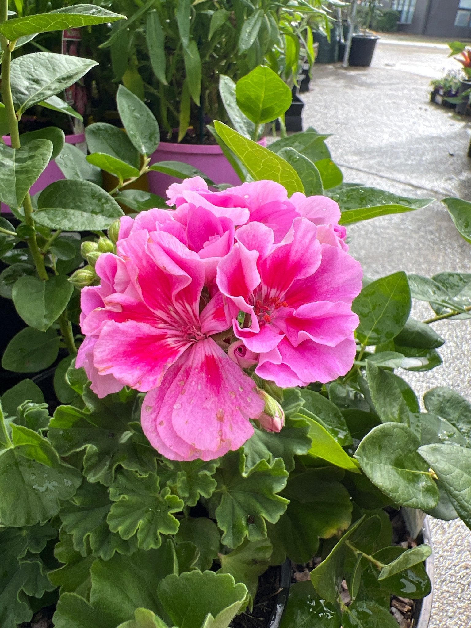 Geranium Tex Mex 'Pink' - Ladybird Nursery