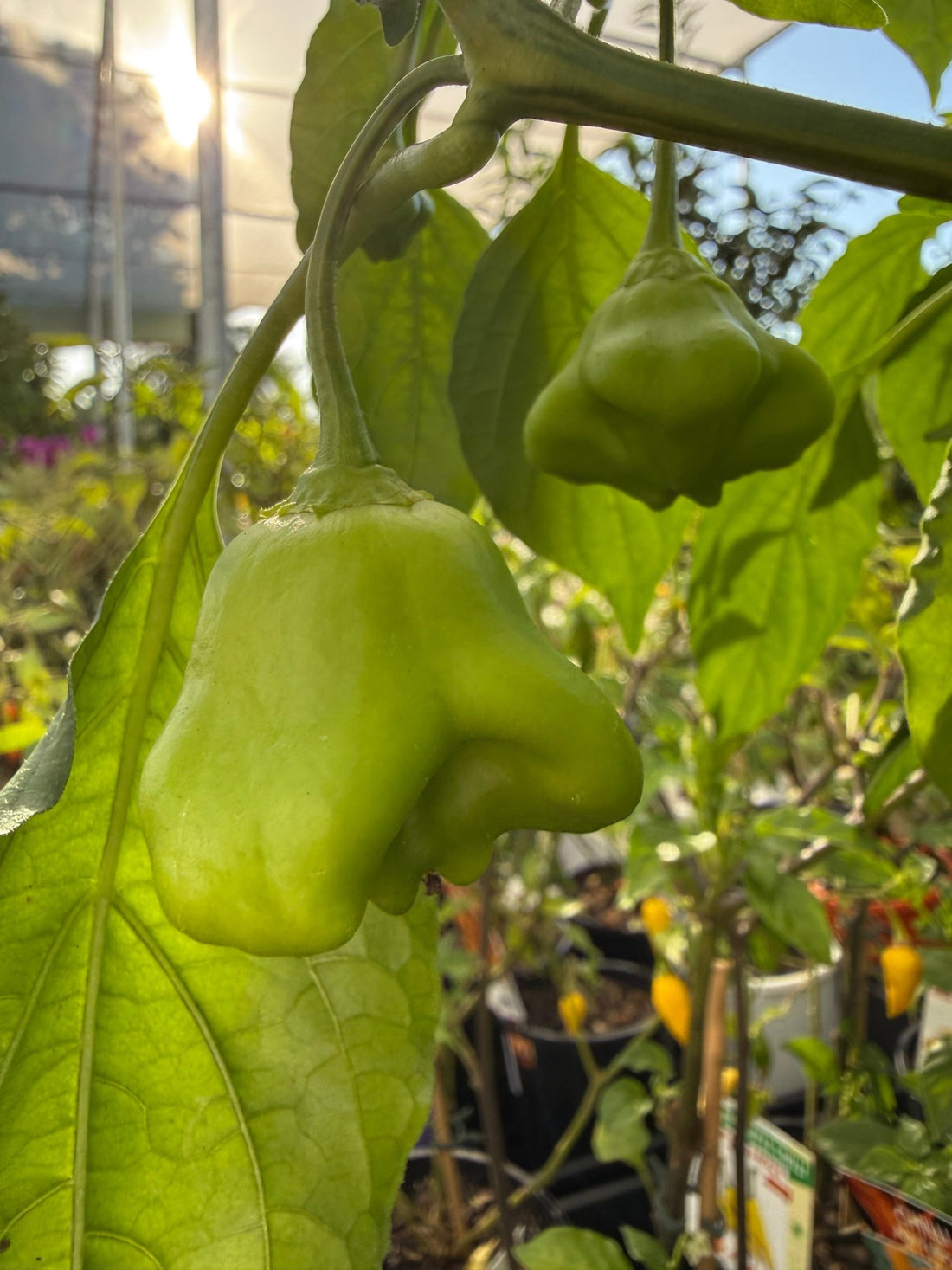 Chilli ‘Bishops Crown Red’ - Ladybird Nursery
