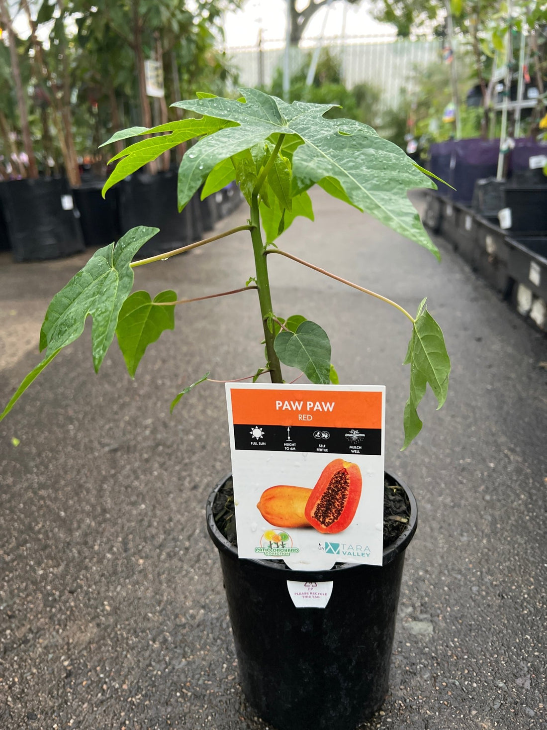 Pawpaw Bisexual 'Red' (QLD ONLY) - Ladybird Nursery