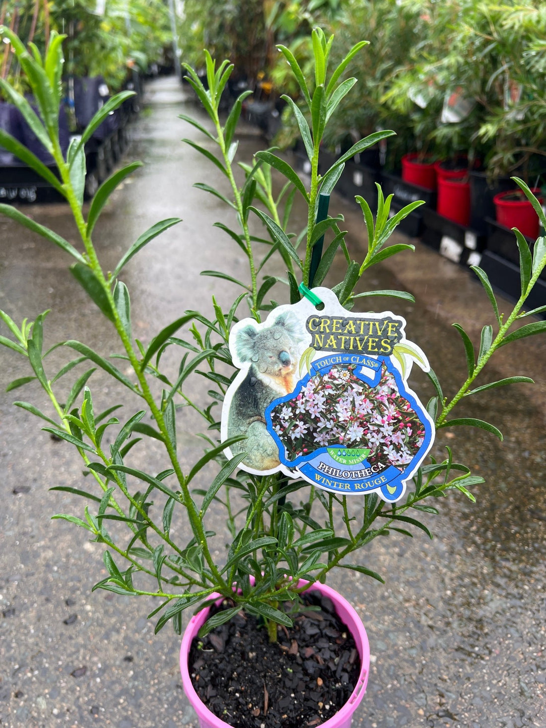 Waxflower 'Winter Rouge' (Philotheca myoporoides) - Ladybird Nursery