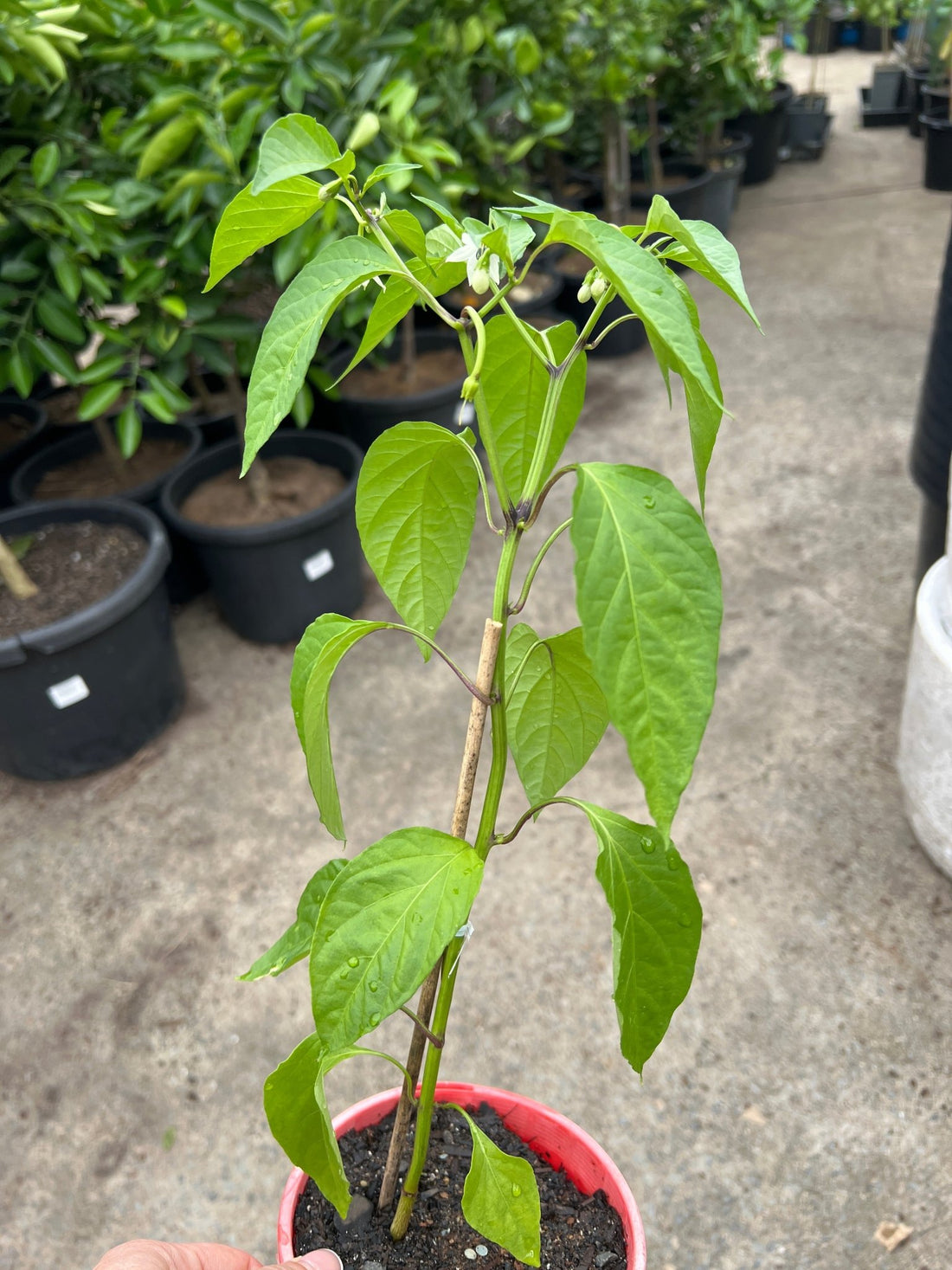 Chilli ‘Thunder Mountain Longhorn’ - Ladybird Nursery