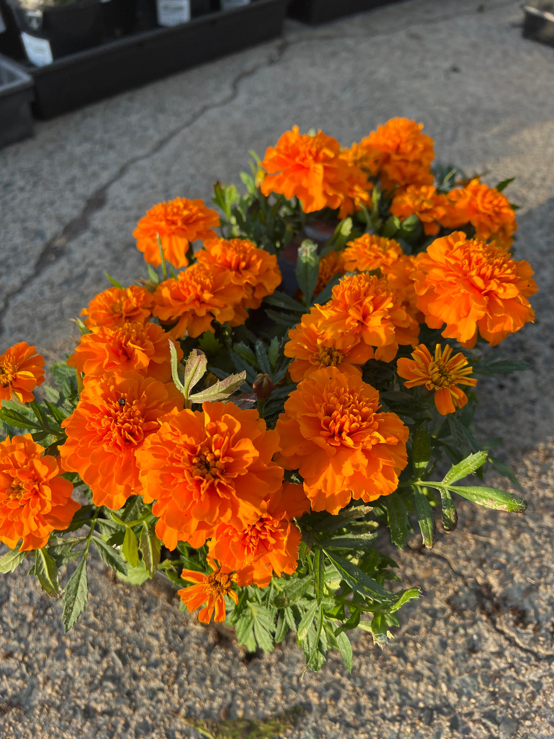 Marigold 'Orange' 10 Cell (PICK UP ONLY)