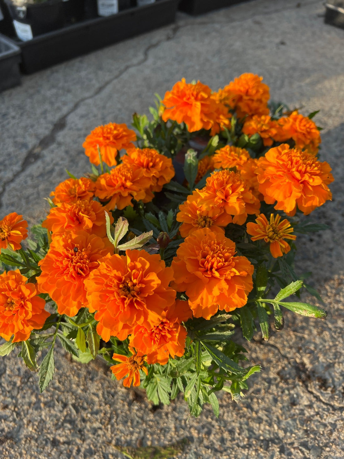 Marigold 'Orange' 10 Cell (PICK UP ONLY) - Ladybird Nursery
