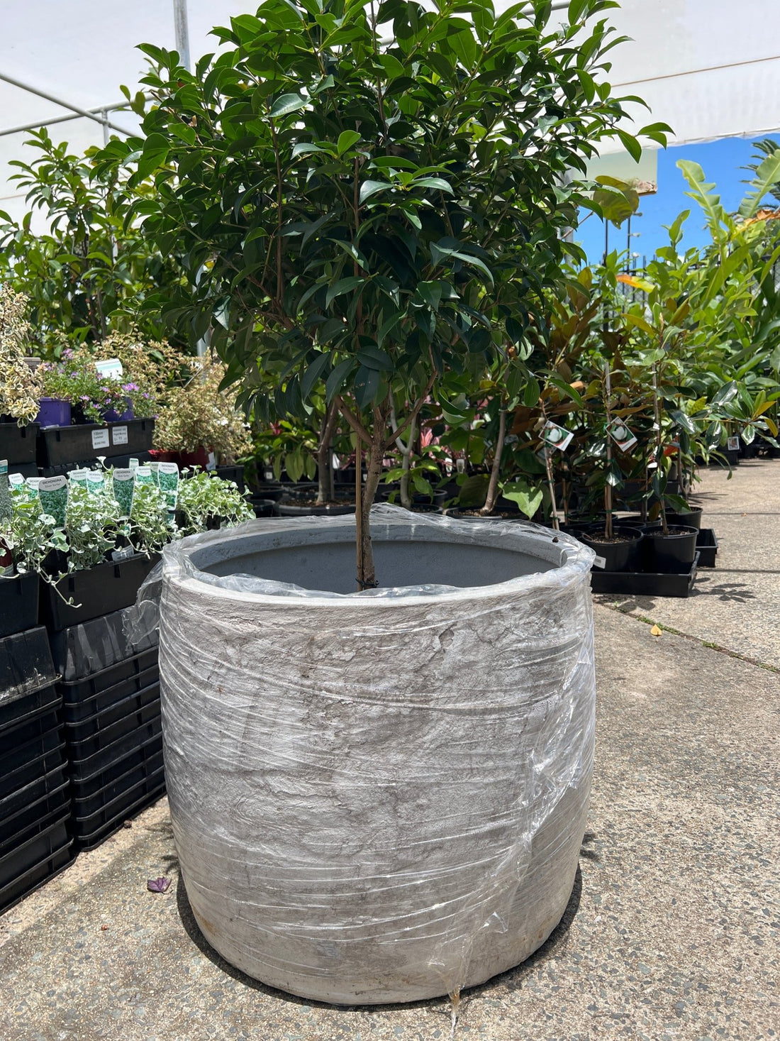 Pot 'Storm' Size 2 (PICK UP ONLY) - Ladybird Nursery