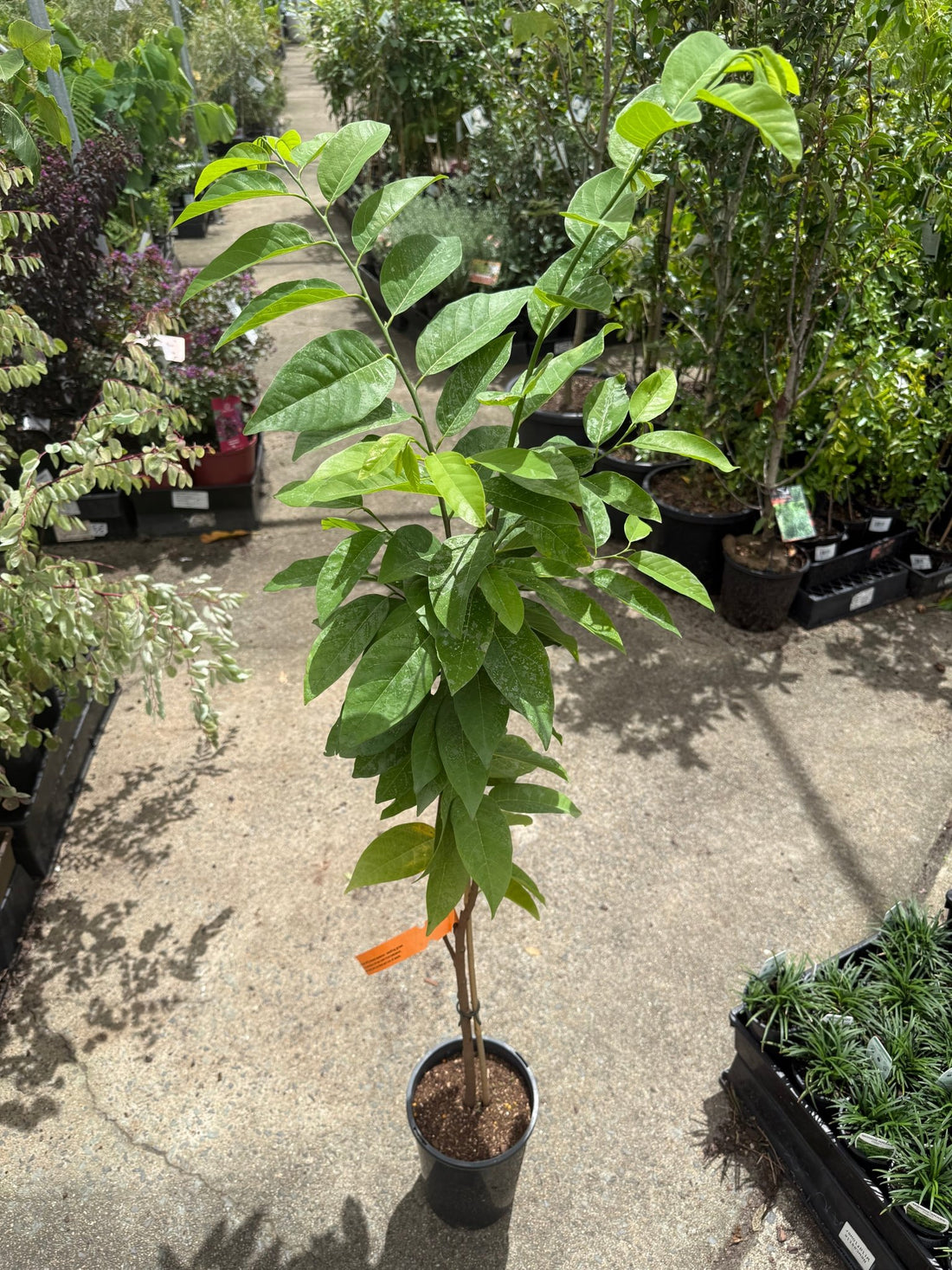 Sugar Apple (Dwarf Custard Apple) - Ladybird Nursery
