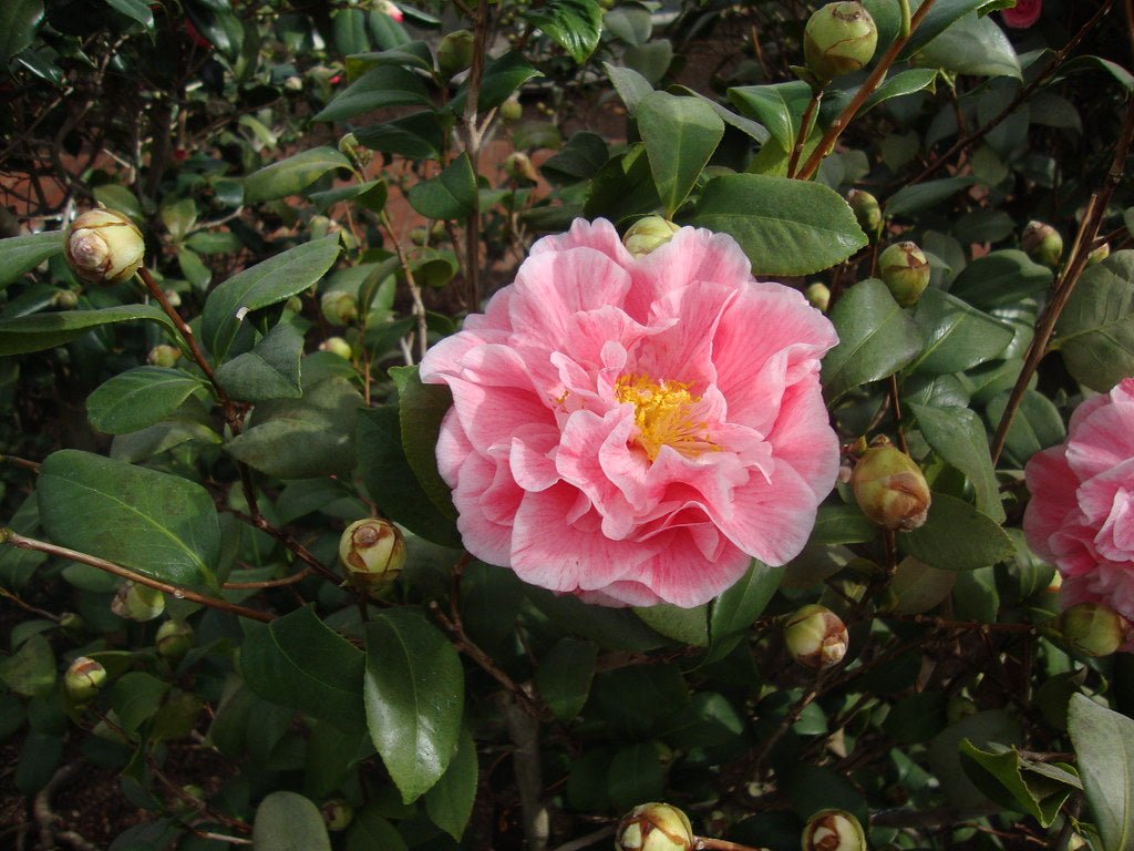 Camellia Carters Sunburst (Camellia japonica) - Ladybird Nursery