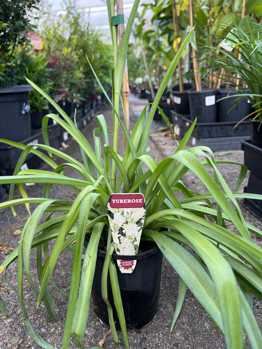 Tuberose (Polianthes tuberosa) - Ladybird Nursery